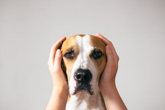 Pampering Your Pup: Natural Solutions to Calm Dog Anxiety