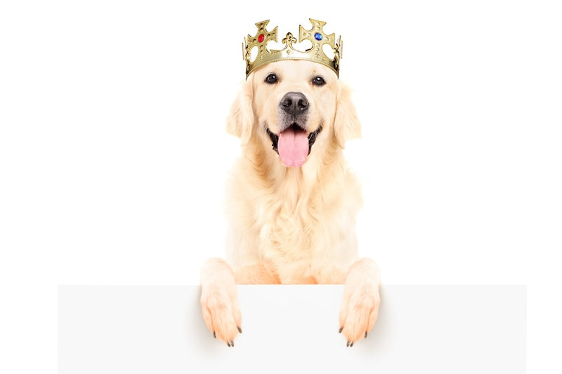 5 Healthy Ways to Spoil Your Dog