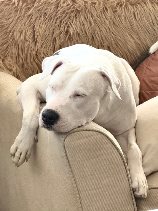 The Science of Snooze: How Sleep Impacts Your Dog’s Health and Relaxation