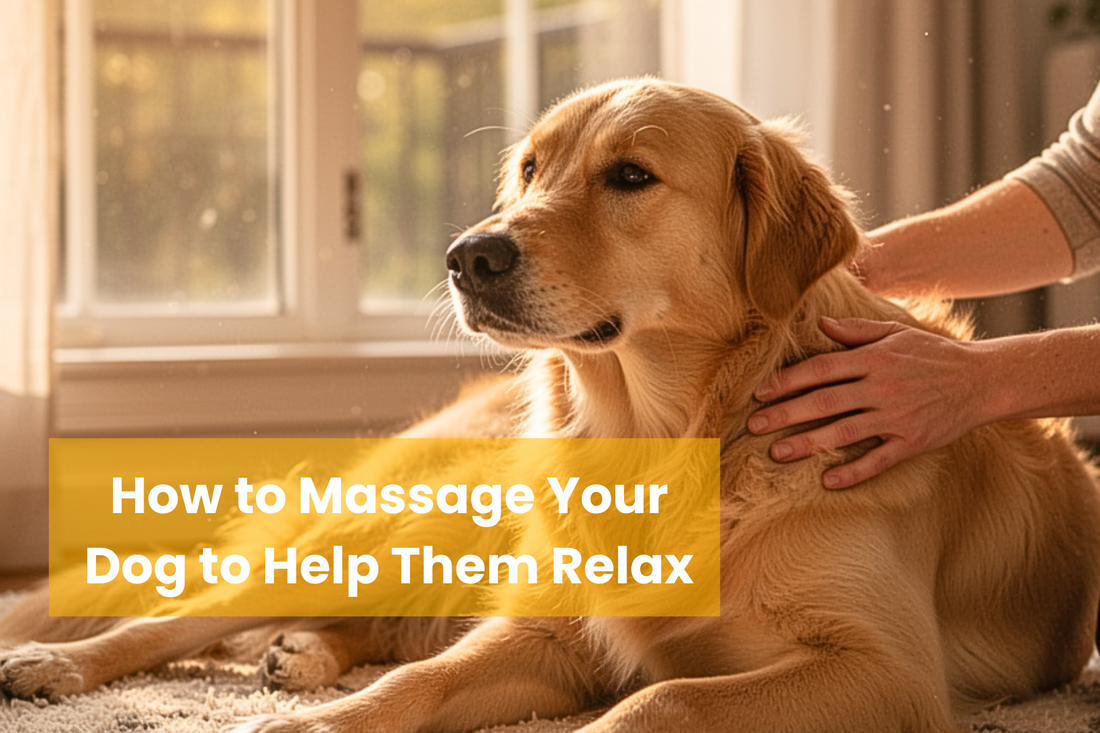 Dog receiving a gentle calming massage to help relax them