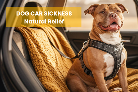 How Do I Help My Car Sick Dog?