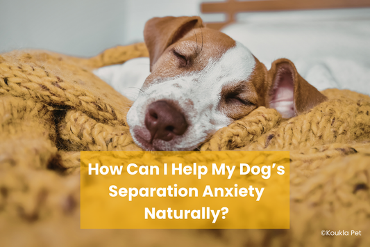 How Can I Help My Dog’s Separation Anxiety Naturally?
