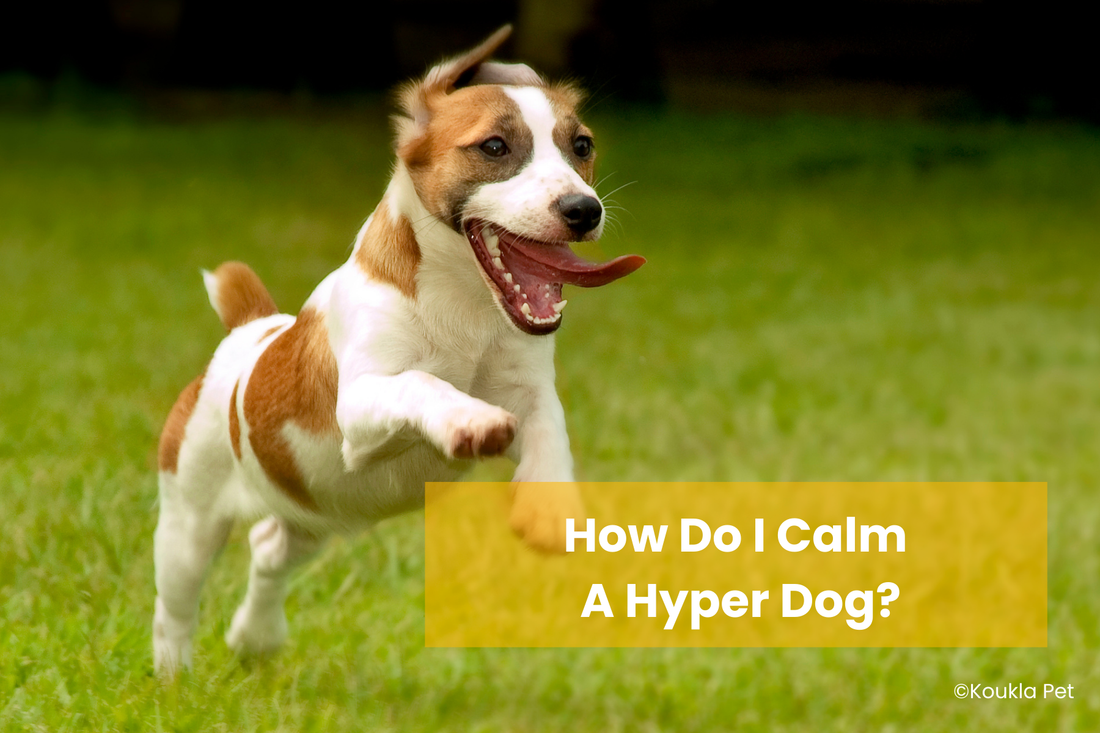How Do I Calm a Hyper Dog?