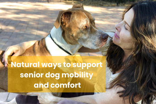 What Are Natural Ways to Support a Senior Dog’s Mobility and Comfort?