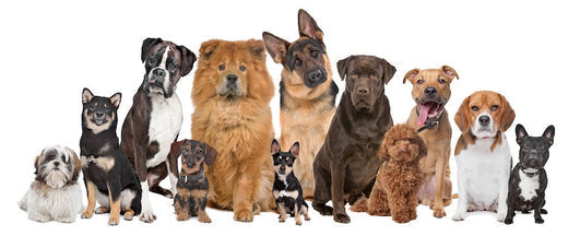 Do All Dog Breeds Respond to Massage the Same Way?