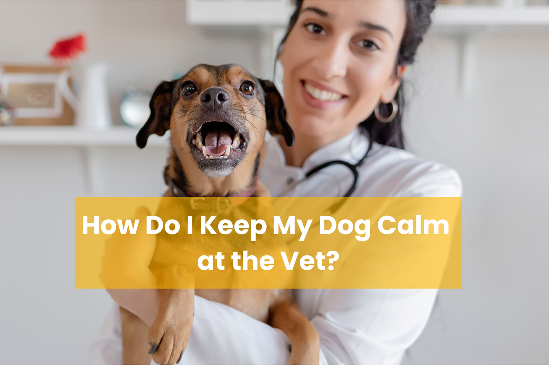 How Do I Calm My Dog Before the Vet?
