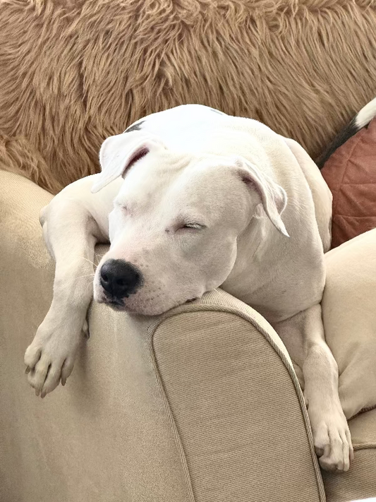 The Science of Snooze: How Sleep Impacts Your Dog’s Health and Relaxation